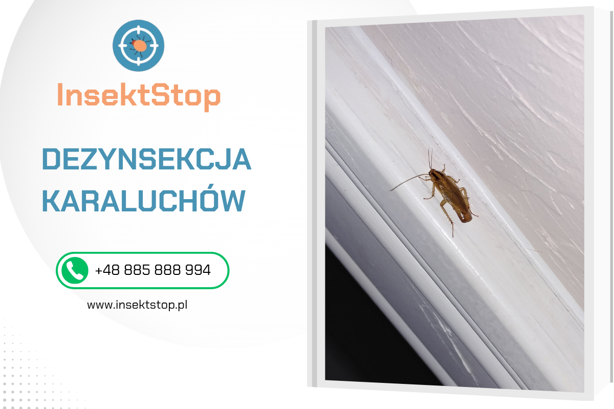 zwalczanie karaluchów InsektStop